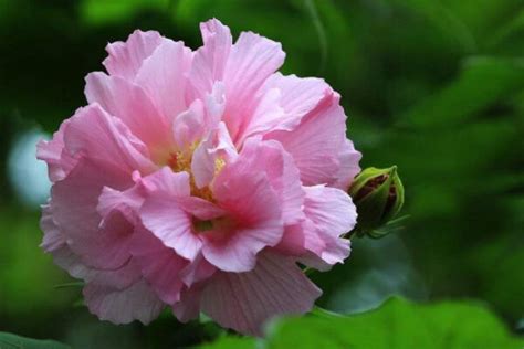 芙蓉 插枝|芙蓉花怎麼繁殖，芙蓉花的扦插方法